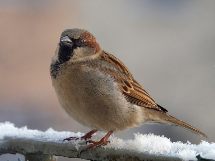 Снежный Воробей