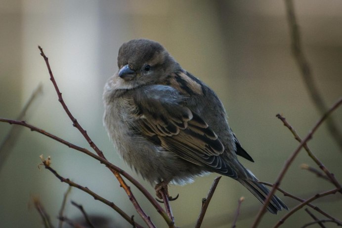 Воробьи Благовещенск