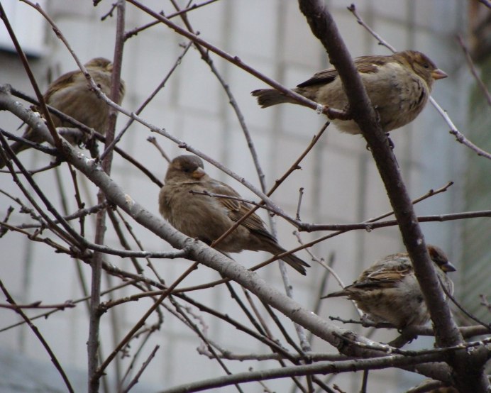 Воробей на дереве зимой