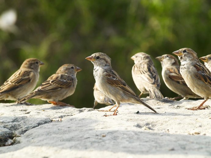 Кочующие стайные птицы
