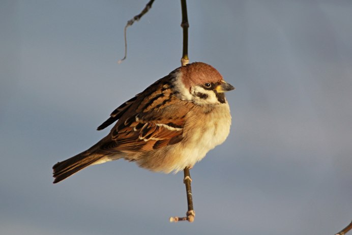 Воробей Перелетная