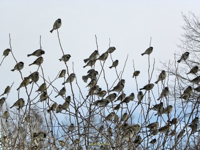 Стая Воробьев