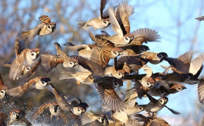 Стая Воробьев