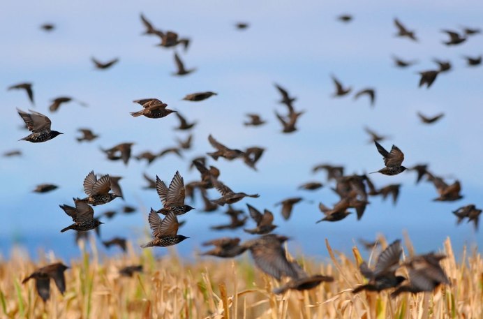 Зимующая птица Воробей домовый