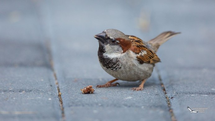 Овсянка-крошка (Ocyris pusilla).