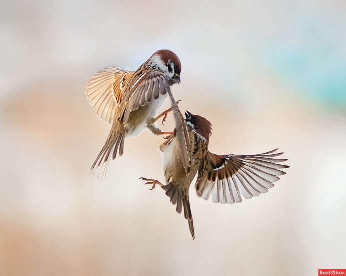 Стайка птиц