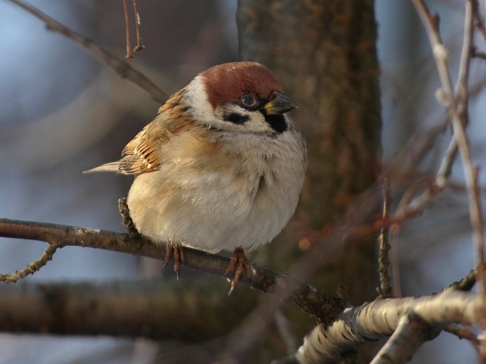 Миграция Скворцов