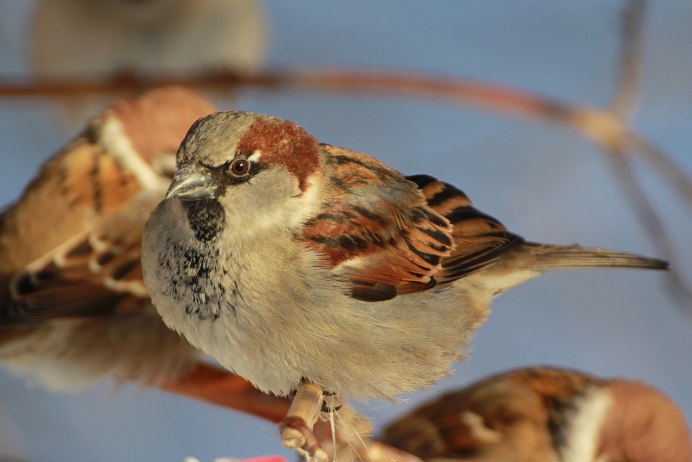 Красноголовый Воробей