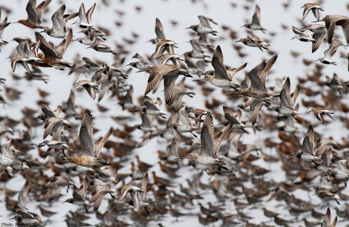 Лысый Воробей