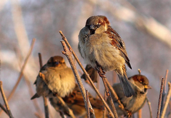 Красноголовый Воробей