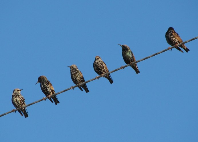 Миграция Дроздов