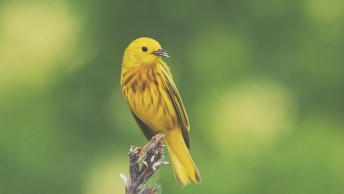 Yellow Warbler птица