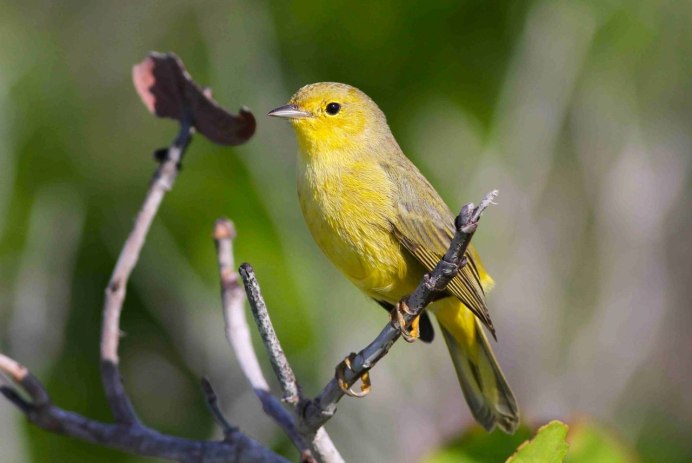 Yellow Warbler птица