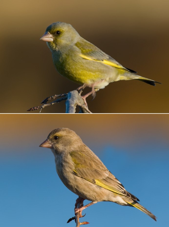 Yellow Warbler птица