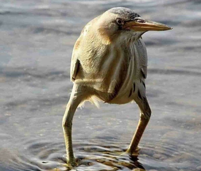 Выпь так блэт