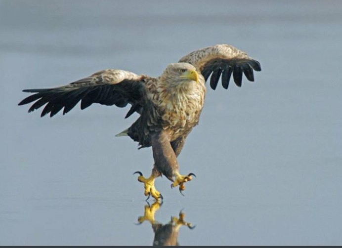 Орлан белохвост в Удмуртии