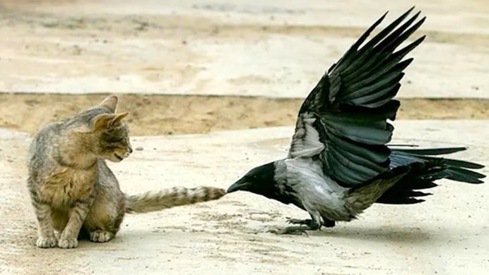 Кот и ворона