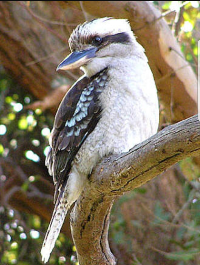 Птица дурик