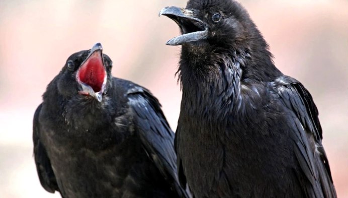Две вороны