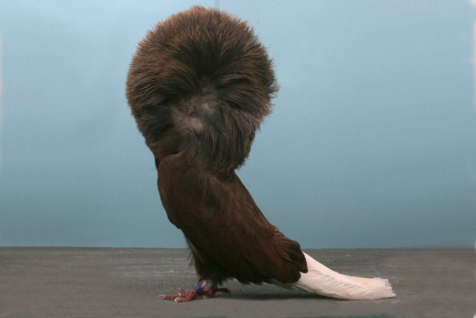 Необычные голуби