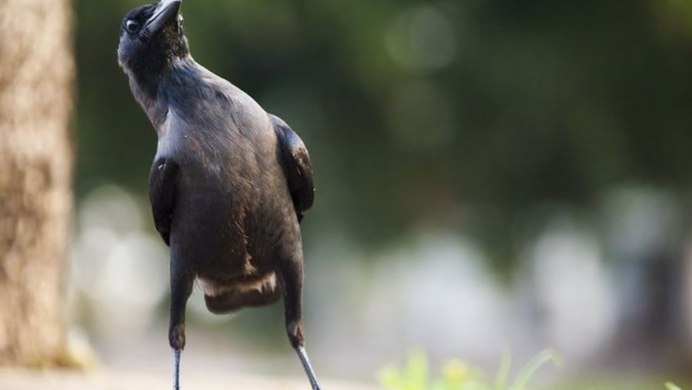 Любопытная ворона