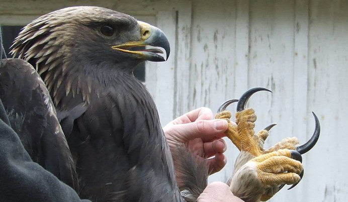 Серый Дрозд