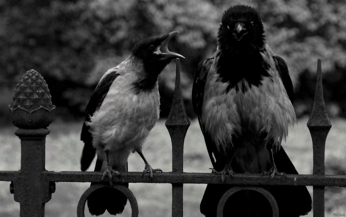 Яйца вальдшнепа