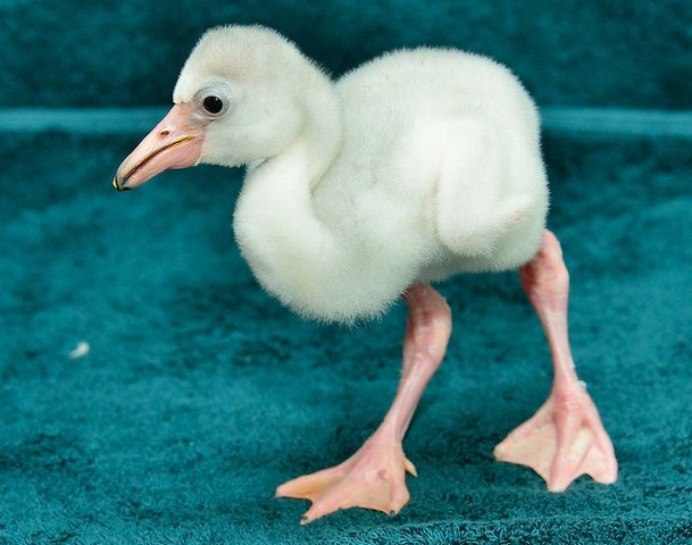 Новорожденный фламинго