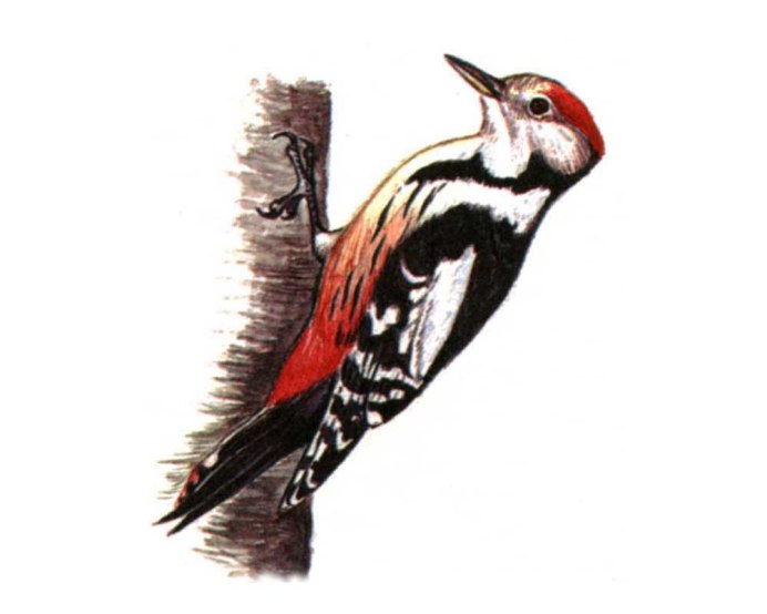 Пёстрый дятел (Dendrocopos Major)