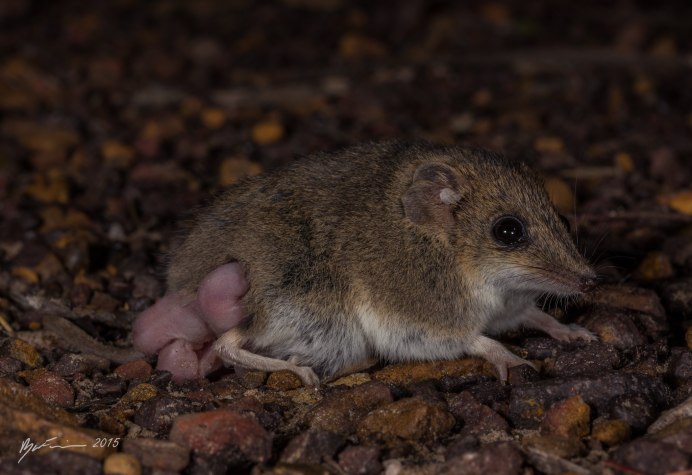 Австралийская сумчатая мышь