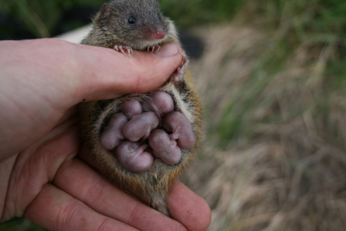 Rodents that Live in Arctic