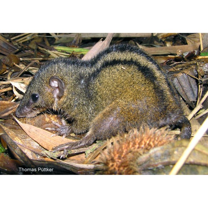 Бурая сумчатая мышь