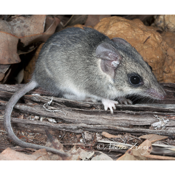 Тасманский дьявол собака