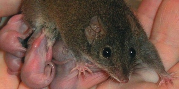 Короткохвостый опоссум