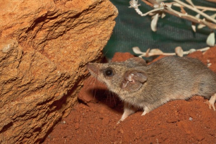 Крыса кенгуру