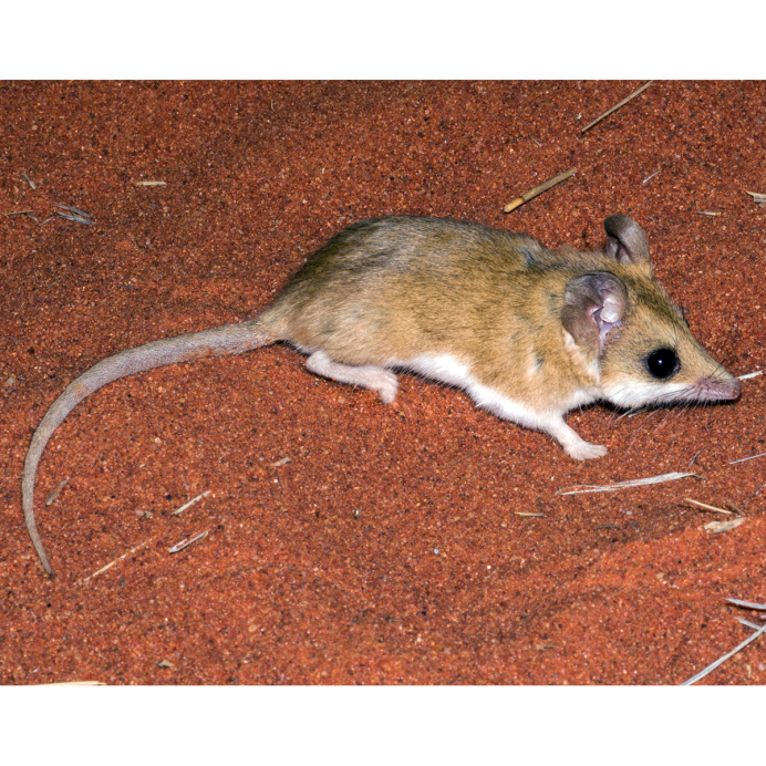 Кенгуровые крысы в Австралии