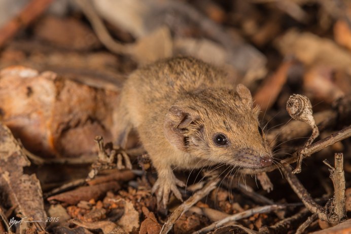 Antechinus Agilis