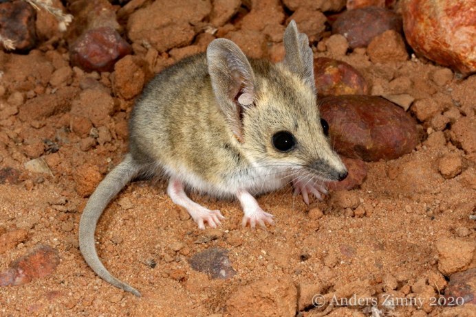 Сепия короткохвостый опоссум (Monodelphis adusta )