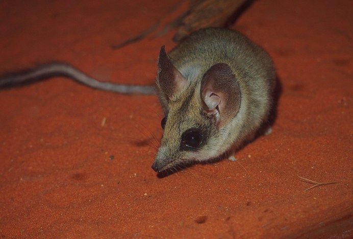Желтоногая сумчатая мышь