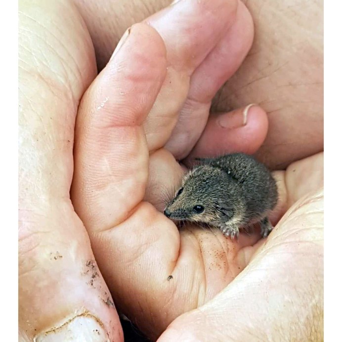 Плоскоголовые сумчатые мыши