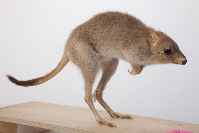 Сумчатая белка