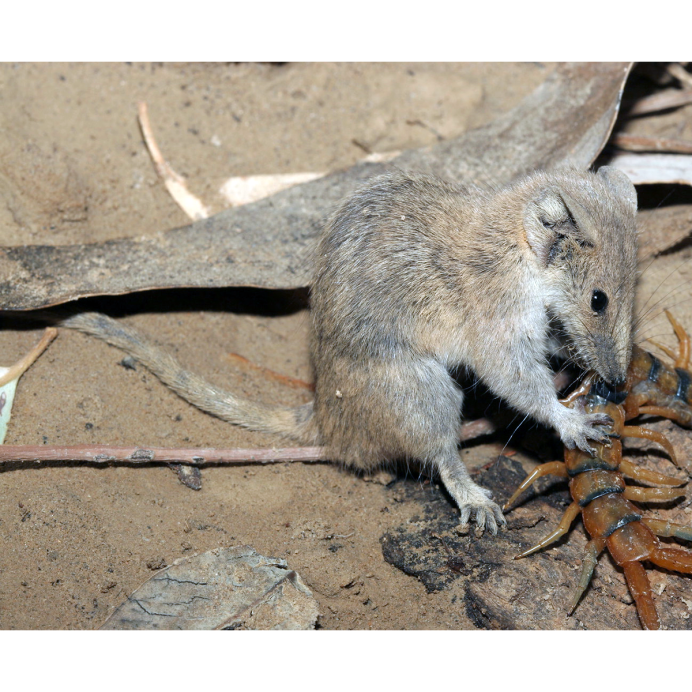 Пятнистая куница Австралии