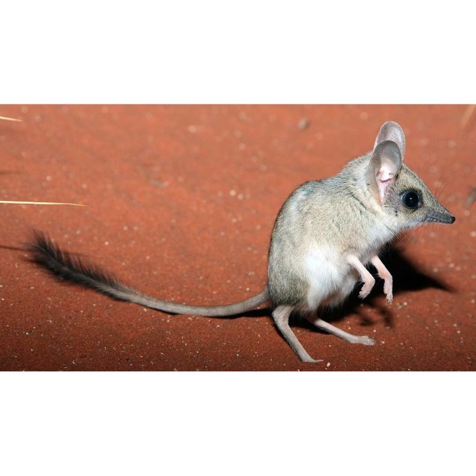 Ценолесты сумчатые