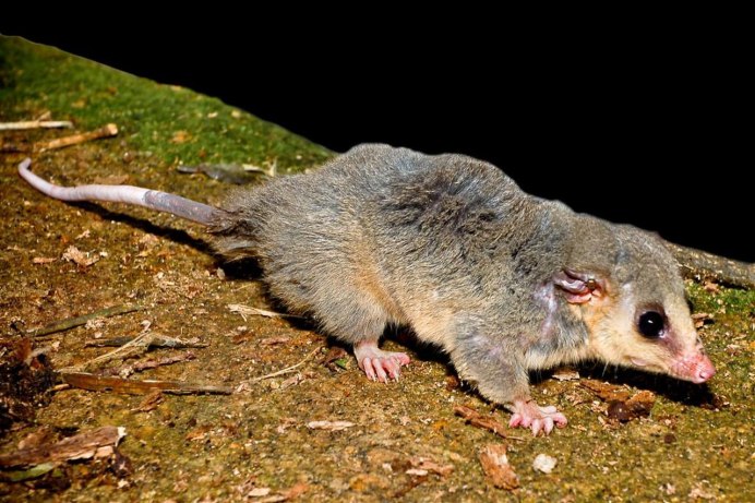 Животные Австралии сумчатая мышь