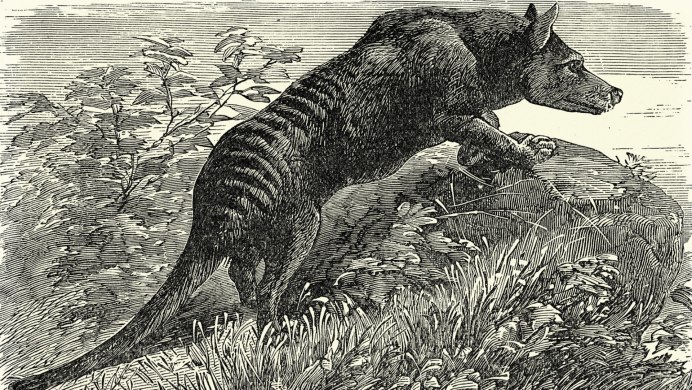 Мелкозубая сумчатая мышь