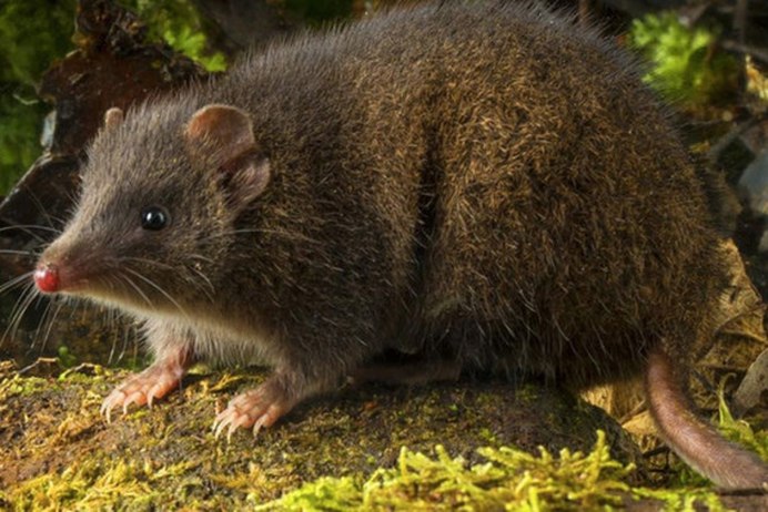 Мышевидный опоссум Marmosa cinerea