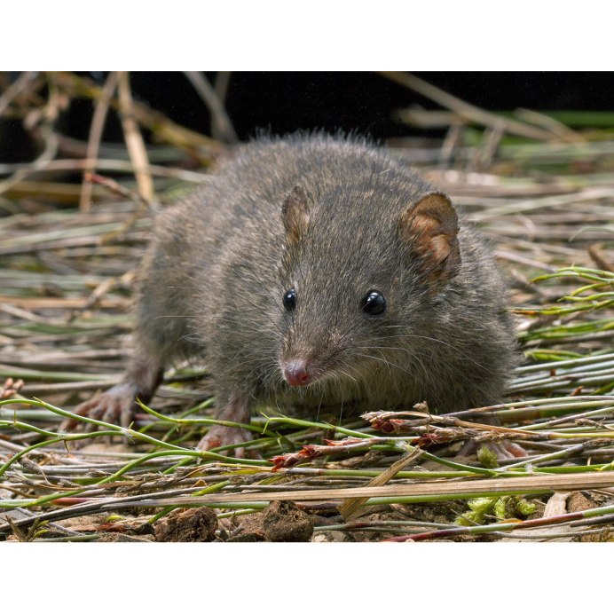 Австралийский антехинус