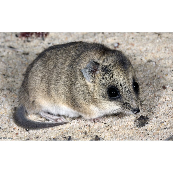 Крапчатая сумчатая куница