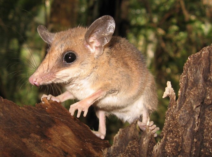 Плоскоголовые сумчатые мыши