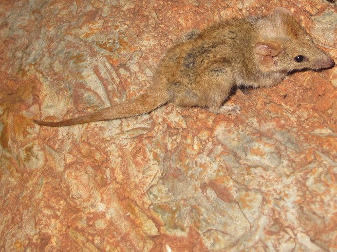 Сумчатый тушканчик Австралии